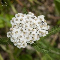 Yarrow